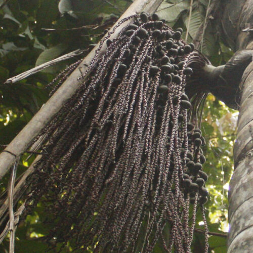 Majo - FRUTOS AMAZONICOS